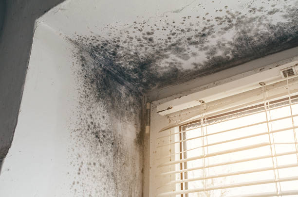 Affordable Attic Mold Remediation solutions in Venice, IL